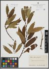 Foto von Salix alba L. x Salix fragilis L.